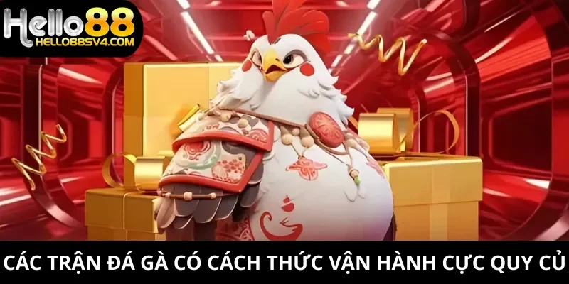 Các trận đá gà có cách thức vận hành cực quy củ