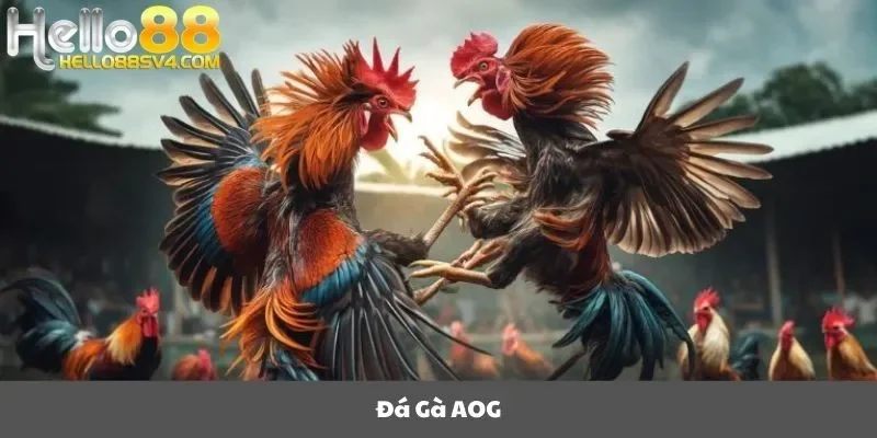 đá gà AOG