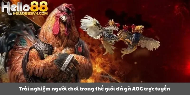 Trải nghiệm người chơi trong thế giới đá gà AOG trực tuyến