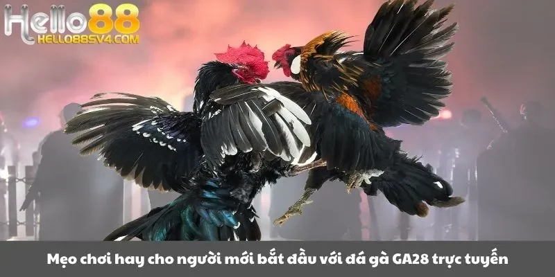 Mẹo chơi hay cho người mới bắt đầu với đá gà GA28 trực tuyến