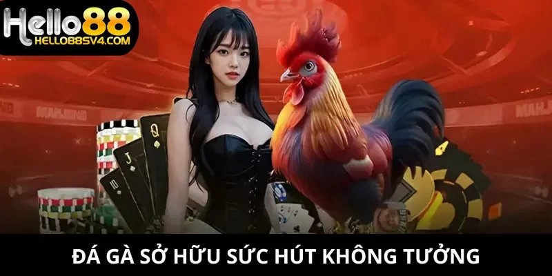 Đá gà sở hữu sức hút không tưởng