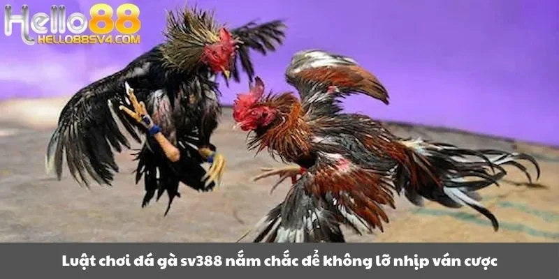 Luật chơi đá gà sv388 nắm chắc để không lỡ nhịp ván cược