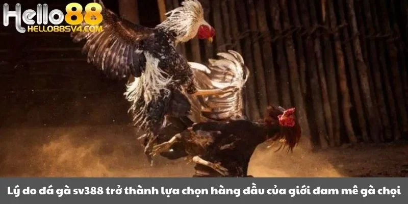 Lý do đá gà sv388 trở thành lựa chọn hàng đầu của giới đam mê gà chọi