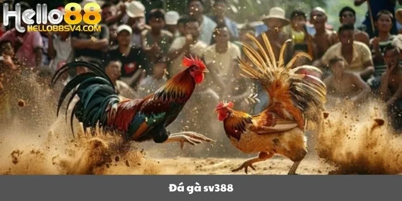 Đá gà sv388