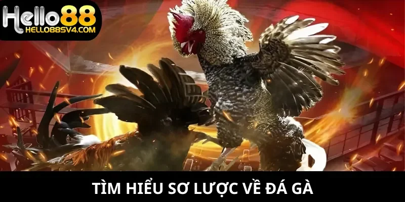 Tìm hiểu sơ lược về đá gà